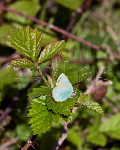 Green Hairstreak perched on bramble leaf Fairmile Common Esher Surrey England