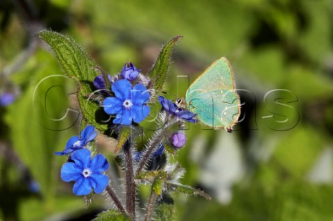 Green Hairstreak nectaring on Green Alkanet flower Fairmile Common Esher Surrey England