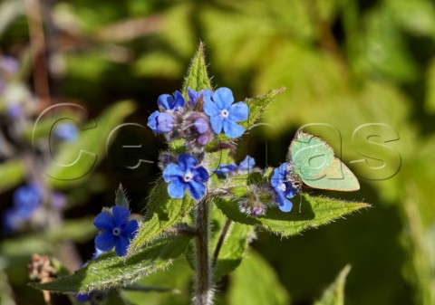 Green Hairstreak nectaring on Green Alkanet flower Fairmile Common Esher Surrey England