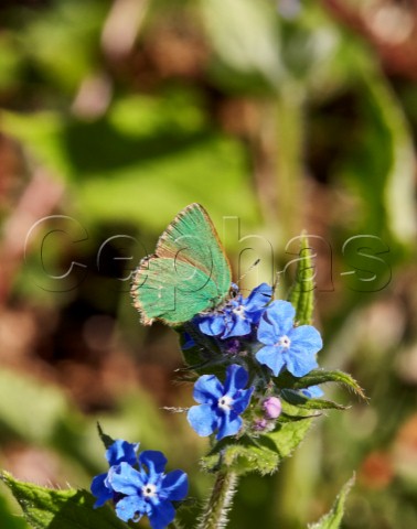 Green Hairstreak nectaring on Green Alkanet flower Fairmile Common Esher Surrey England