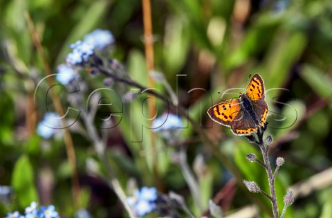 Small Copper on ForgetMeNot flowers  Fairmile Common Esher Surrey England