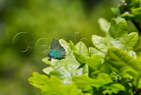 Green Hairstreak perched on Oak leaf Fairmile Common Esher Surrey England