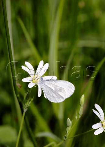 Wood White on Greater Stitchwort flower Oaken Wood Chiddingfold Surrey England