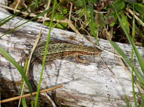 Common Lizard sunning itself on a log Bentley Wood West Tytherley Hampshire England