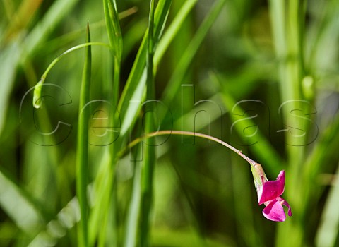 Grass Vetchling flower Hurst Meadows West Molesey Surrey England
