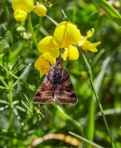 Burnet Companion moth nectaring on Birdsfoot Trefoil Hurst Meadows West Molesey Surrey England