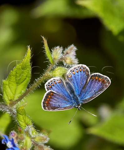 Common Blue female blue variation on Green Alkanet Fairmile Common Esher Surrey England