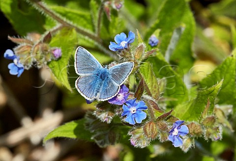 Common Blue male nectaring on Green Alkanet Fairmile Common Esher Surrey England