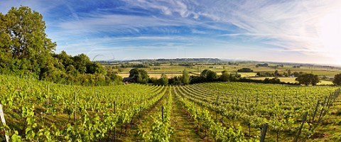 Higher Plot Vineyard of Smith and Evans with the Somerset Levels beyond Langport Somerset England