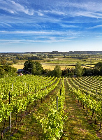 Higher Plot Vineyard of Smith and Evans Langport Somerset England