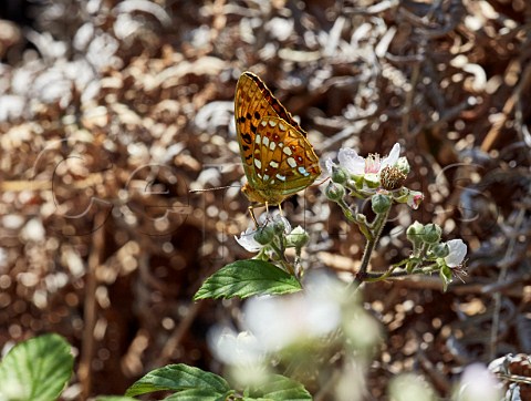 High Brown Fritillary male nectaring on bramble flowers amidst the dead bracken Aish Tor Dartmoor National Park Devon England