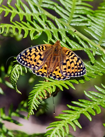 Dark Green Fritillaries  mating pair on Bracken Aish Tor Dartmoor National Park Devon England