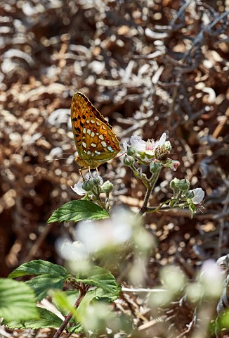 High Brown Fritillary male nectaring on bramble flowers amidst the dead bracken Aish Tor Dartmoor National Park Devon England