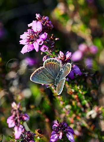 Silverstudded Blue female on Bell Heather Fairmile Common Esher Surrey England
