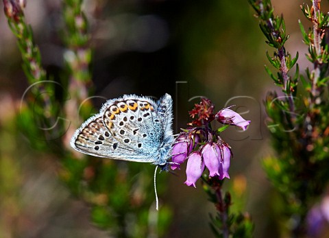 Silverstudded Blue on Bell Heather Fairmile Common Esher Surrey  England