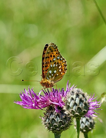 Dark Green Fritillary nectaring on Greater Knapweed Juniper Bottom Mickleham Surrey England