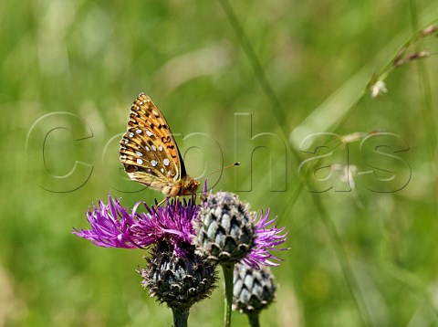 Dark Green Fritillary nectaring on Greater Knapweed Juniper Bottom Mickleham Surrey England