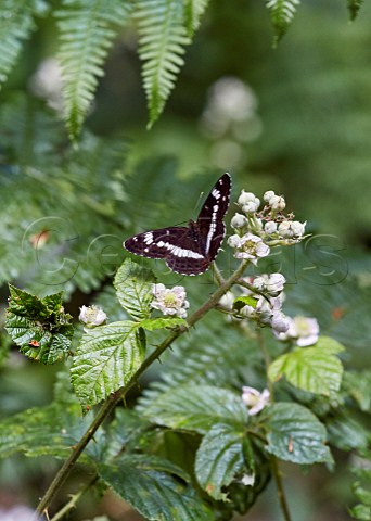 White Admiral perched on bramble flowers Bookham Common Surrey England
