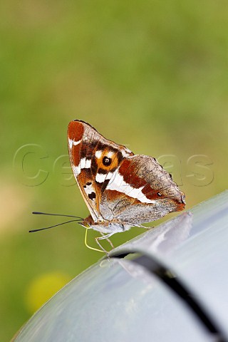 Purple Emperor probing a car with its proboscis Bookham Common Surrey England