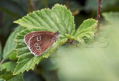 Ringlet butterfly perched on a leaf Fairmile Common Esher Surrey England