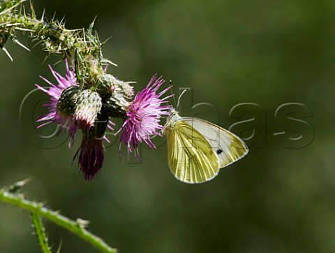 Greenveined White nectaring on Marsh Thistle Bookham Common Surrey England