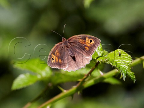 Meadow Brown female perched on bramble Bookham Common Surrey England