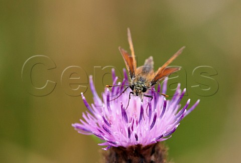 Small Skipper nectaring on Common Knapweed Denbies Hillside Ranmore Common Surrey England