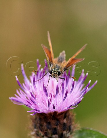 Small Skipper nectaring on Common Knapweed Denbies Hillside Ranmore Common Surrey England