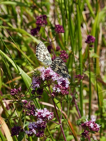 Marbled White butterflies nectaring on wild marjoram Denbies Hillside Ranmore Common Surrey England