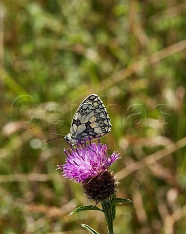 Marbled White on common knapweed Denbies Hillside Ranmore Common Surrey England