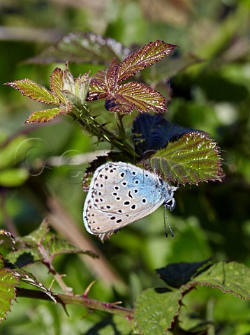 Large Blue perched on a bramble leaf Collard Hill Street Somerset England