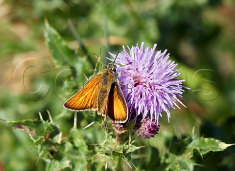 Small Skipper female nectaring on thistle flower Arbrook Common Claygate Surrey England