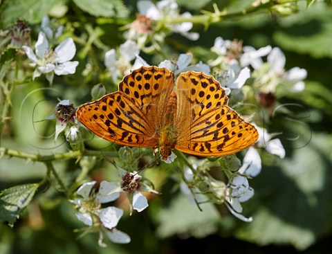 Silverwashed Fritillary male nectaring on bramble flowers Arbrook Common Claygate Surrey England
