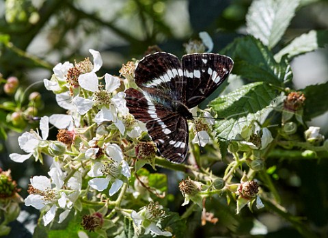White Admiral nectaring on bramble flowers Arbrook Common Claygate Surrey England