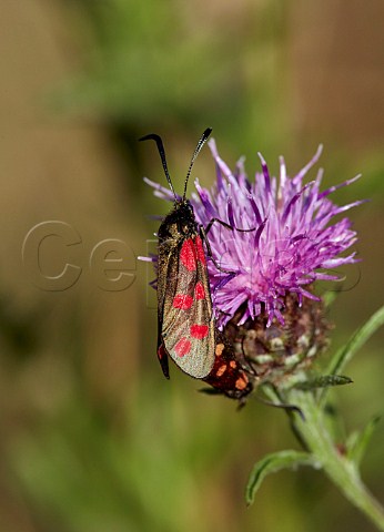 Pair of Sixspot Burnet moths mating on Knapweed Hurst Meadows West Molesey Surrey England