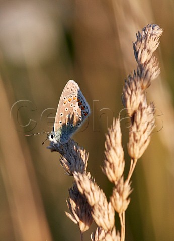 Common Blue male perched on Cocksfoot Grass Hurst Meadows West Molesey Surrey England