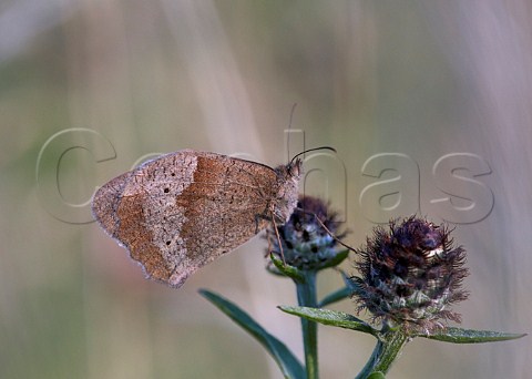 Meadow Brown female roosting on Knapweed Hurst Meadows West Molesey Surrey England