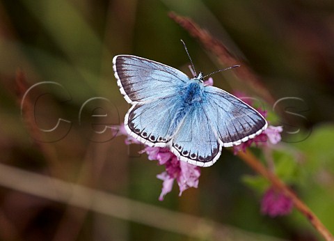 Chalkhill Blue on Wild Marjoram Denbies Hillside Ranmore Common Surrey England