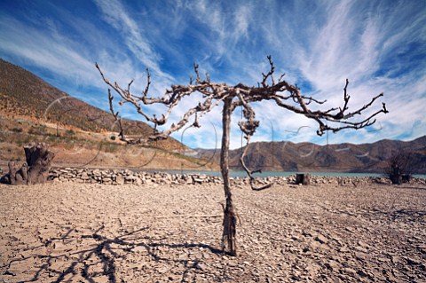 Dead Syrah vineyard revealed after level of reservoir has dropped due to climate change Elqui Valley Chile