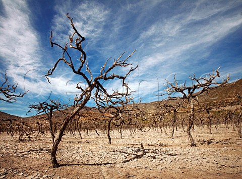 Old Syrah vineyard revealed after level of reservoir has dropped due to climate change Elqui Valley Chile