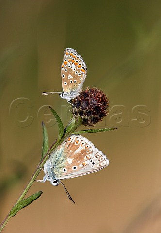 Common Blue female and Chalkhill Blue female aberration roosting on Knapweed Denbies Hillside Ranmore Common Surrey England