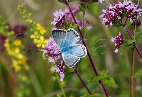 Chalkhill Blue nectaring on Wild Marjoram Denbies Hillside Ranmore Common Surrey England