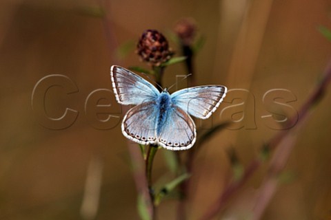 Chalkhill Blue perched on Knapweed Denbies Hillside Ranmore Common Surrey England