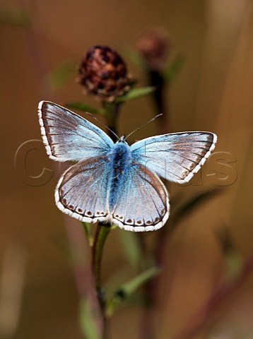 Chalkhill Blue perched on Knapweed Denbies Hillside Ranmore Common Surrey England