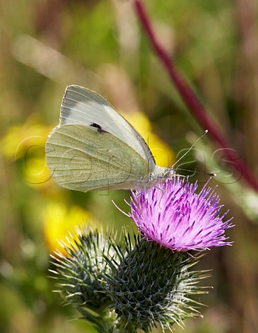 Large White butterfly nectaring on thistle Leith Hill Coldharbour Surrey England