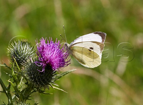 Large White butterfly nectaring on thistle Leith Hill Coldharbour Surrey England