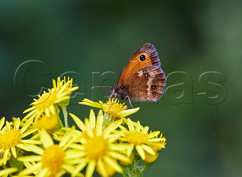 Gatekeeper butterfly nectaring on ragwort Leith Hill Coldharbour Surrey England