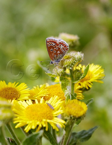 Common Blue female nectaring on Common Fleabane Leith Hill Coldharbour Surrey England