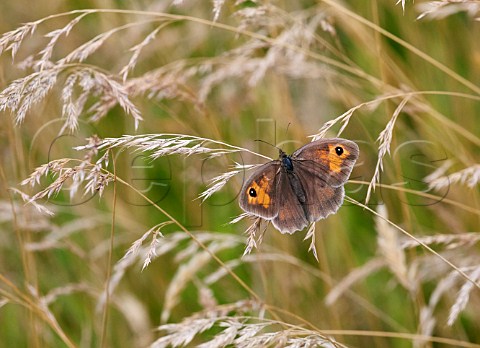 Meadow Brown female perched on grass Leith Hill Coldharbour Surrey England