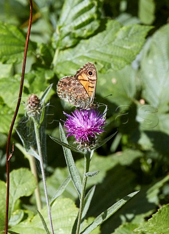Wall butterfly nectaring on Knapweed Mill Hill Nature Reserve ShorehambySea Sussex England